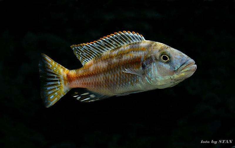 Nimbochromis fuscotaeniatus